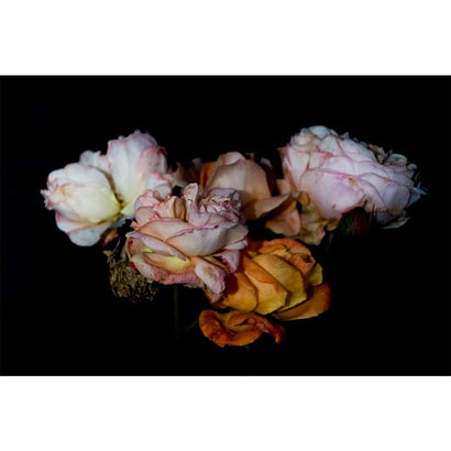 Apricot Roses - Print