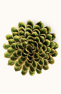 Ceramic Flower - Avocado Green Unicorn
