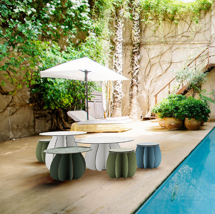 Parodia Magnifica Table 80 - Large