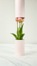 Tulip Ever After - Pink