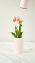 Tulip Ever After - Pink